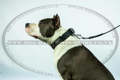 Leather Amstaff Collar with Large Ancient Style Nickel Plates