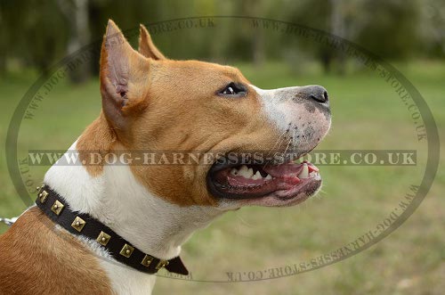 Amstaff Collar of Narrow Leather, Elegant Brass Studded Design