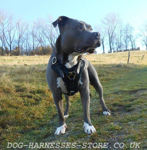 Amstaff Leather Harness, Super Strong and Comfortable Design! - Click Image to Close