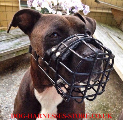 Amstaff Pitbull Mix Dog Muzzle of Rubber Covered Steel Wire