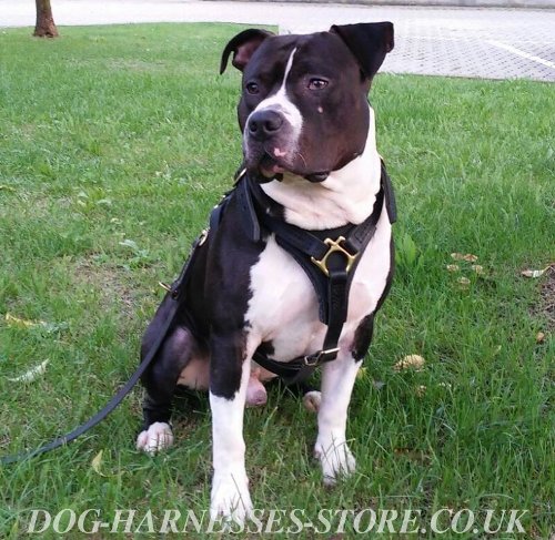 Amstaff Harness of Leather for Walking, Tracking and Training - Click Image to Close