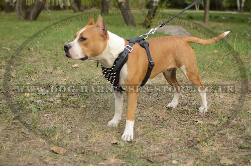 Amstaff Harness of Natural Leather with Stylish Spikes on Chest