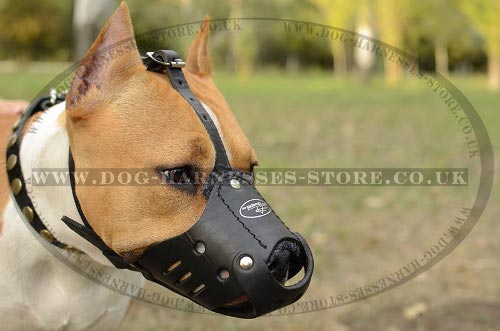 Amstaff Dog Muzzle of Natural Leather for Safe Everyday Use