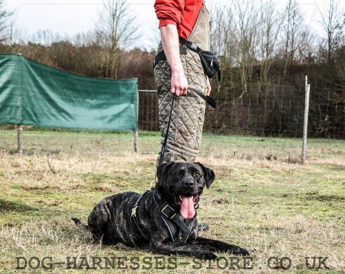 Bandogge Mastiff Harness for Professional Training and Working