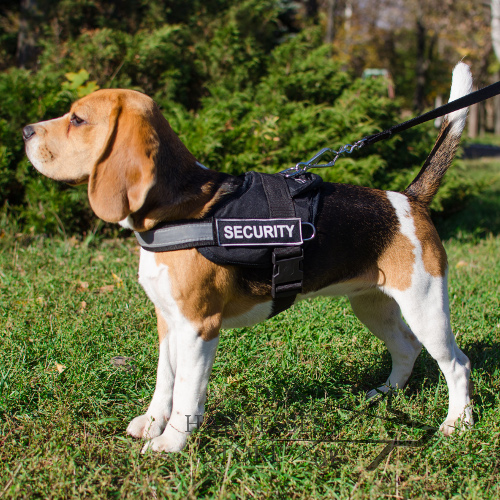 Reflective Beagle Dog Harness with ID Pathces