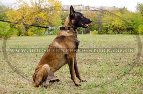 NEW Dog Collar with Plates for Belgian Malinois