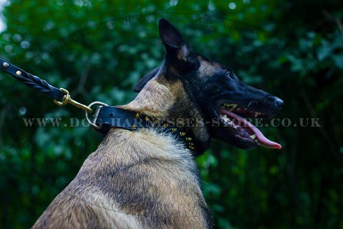 Brass Spiked Leather Dog Collar for Belgian Malinois Luxury Look