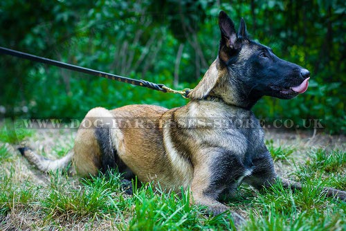 Belgian Malinois Collar Elegant Style with Half-Ball Brass Studs