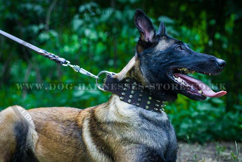 Extra Wide Leather Dog Collar Pyramids and Spikes for Malinois