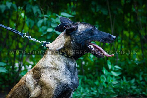 Narrow Leather Dog Collar Half-Ball Studs for Belgian Malinois