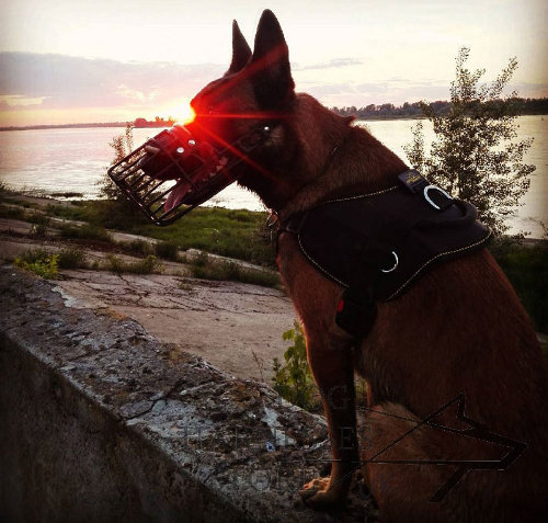 Belgian Malinois Harness Nylon, All-Weather and Super Functional