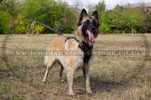 Belgian Tervuren Dog Harness, Perfect for Training and Walking - Click Image to Close