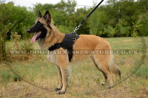 Belgian Tervuren Dog Harness of Nylon for All-Weather Activities - Click Image to Close