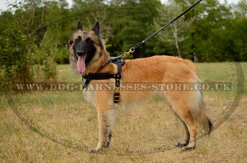 Belgian Tervuren Dog Harness Leather for Pulling and Tracking