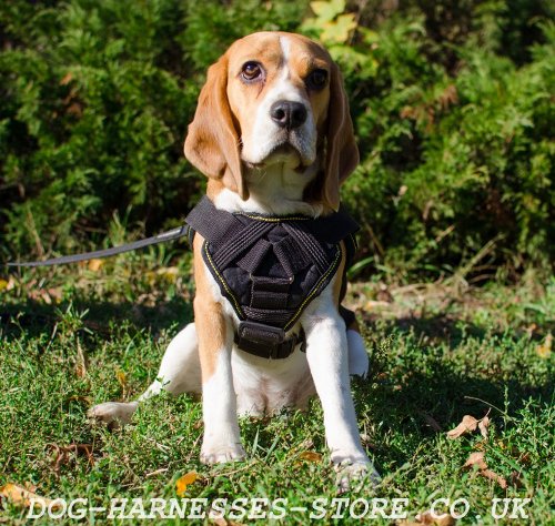 Best Beagle Harness of Waterproof Nylon with Padded Chest Plate