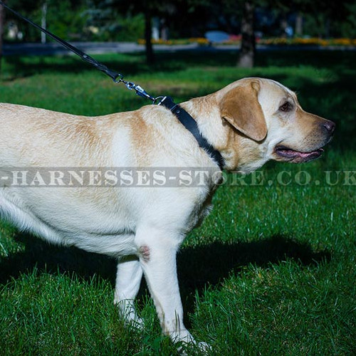 Best Collar for Labrador of Simple Design, 1.2" Width - Click Image to Close