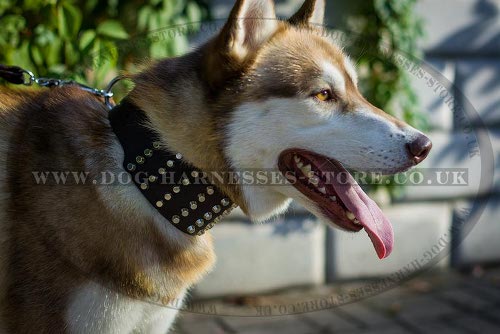Best Collar for Walking a Husky of Extra Wide Leather with Cones
