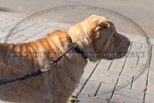 Best Collar for Shar-Pei Behavior Correction of Genuine Leather