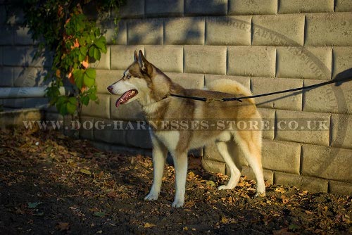 Best Dog Collar for Siberian Husky Safe Obedience Training