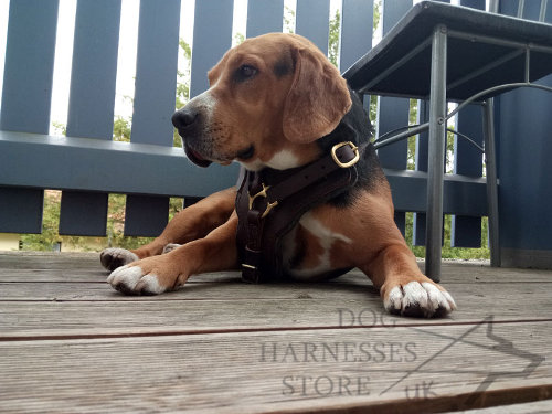 Best Harness for Beagle Mix Breed Training and Walking, Leather