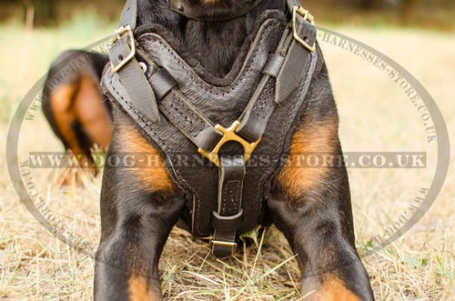 Bestseller! Harness for Doberman of Leather and Brass Hardware - Click Image to Close