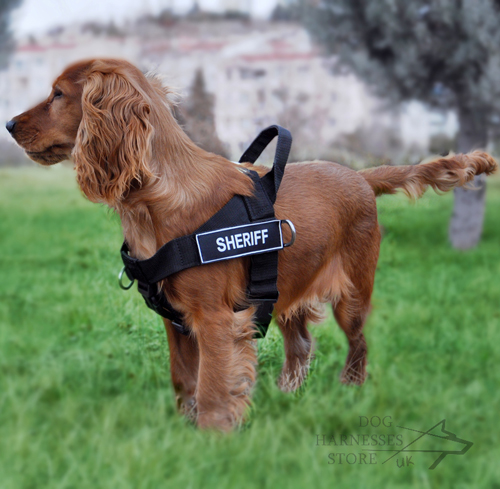 Best Harness for Dogs like Spaniel with ID Patches