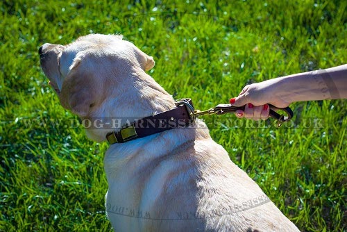 Best Leash for Labrador Retriever Short Control and Fast Grab - Click Image to Close