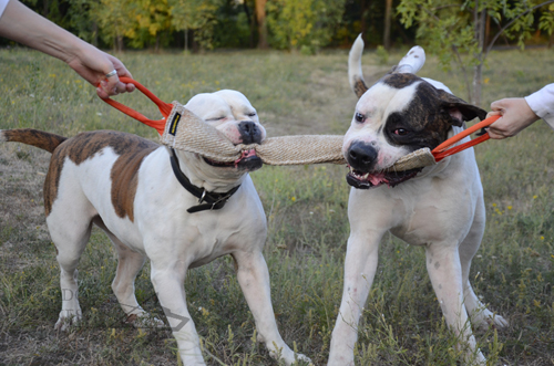 Huge Jute Bite Tug for American Bulldog UK