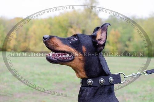 Black Studded Dog Collar with Silver Conchos of Wide Nylon Strap