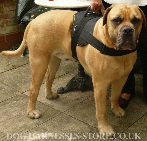 Boerboel Dog Harness of Nylon for Sport, Training and Walking - Click Image to Close