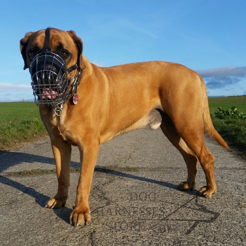 Wire Basket Dog Muzzle for Boerboel Mastiff - Click Image to Close