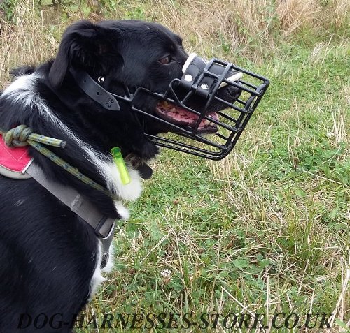 Border Collie Muzzle of Rubber Covered Stainless Steel Wire Cage