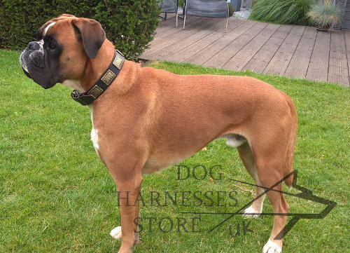 Boxer Dog Collar of Leather with Ancient-Like Large Brass Plates