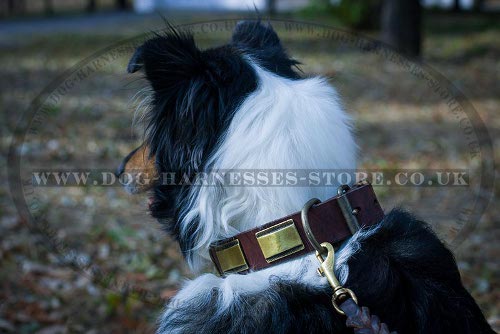 Brass Plated Leather Dog Collar Ancient Design for Collie Walks