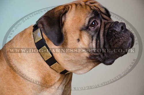 Bullmastiff Leather Collar with Gorgeous Brass Plates