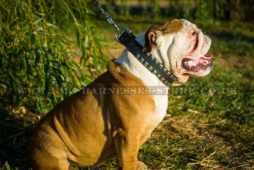 Leather Dog Collar Caterpillar Design for British Bulldog