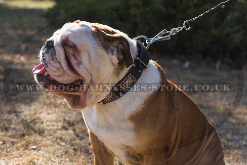 British Bulldog Decorative Dog Collar Old-Like Plates and Cones