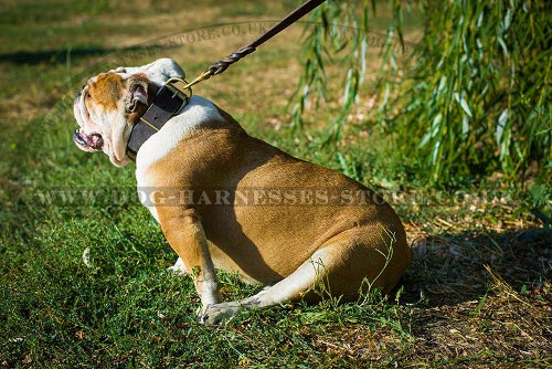 Trendy Dog Collar Bronze-Like Brass Plates for British Bulldog