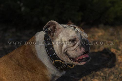 Double-Ply Leather Dog Collar Royal Design for British Bulldog