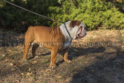 Silent Dog Collar Rolled Leather, British Bulldog Obedience