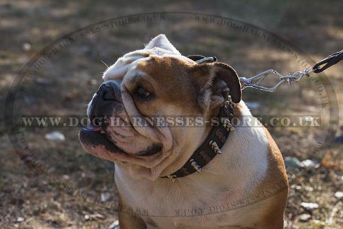 Fashion Dog Collar Spikes and Studs Combo for British Bulldog - Click Image to Close