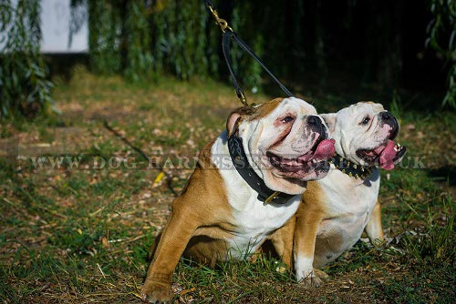 Wide Leather Dog Collar with Braided Decor for British Bulldog