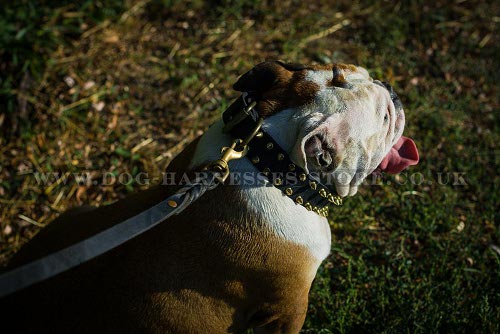 Shining Brass Spiked Leather Dog Collar for British Bulldog