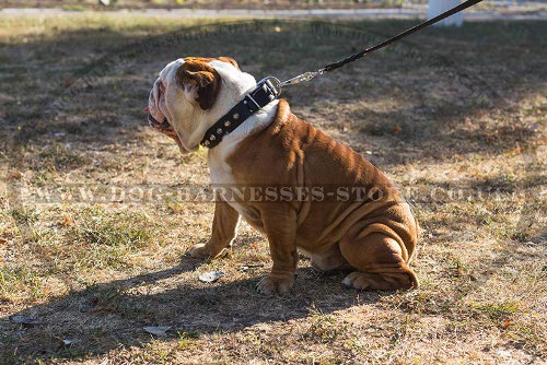 Dog Walking Collar of Surpassing Design for British Bulldog