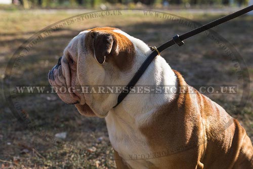 British Bulldog Leash and Leather Choke Collar Set for Obedience