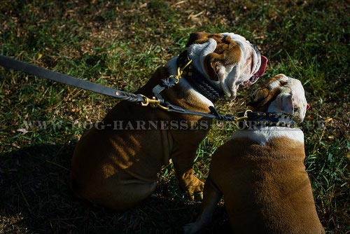 Two Bulldogs Walking Coupler Leash, Braided