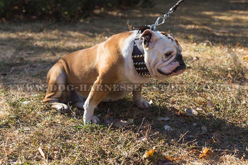 British Bulldog Extra Wide Leather Dog Collar Spikes and Cones