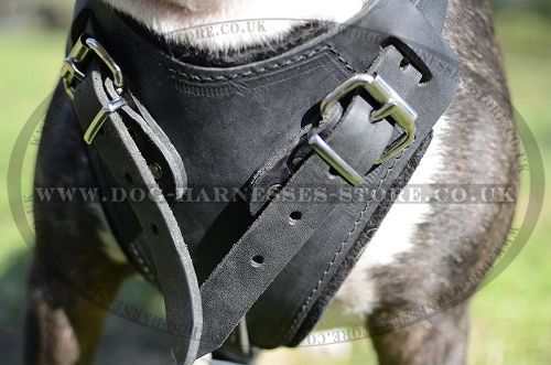 Bull Terrier Harness with Padded Chest Plate for Agitation Work
