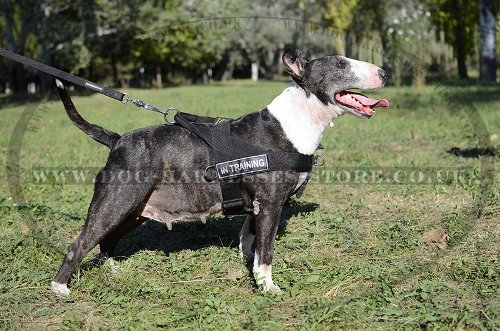 Bull Terrier Harness for Tracking and Pulling of Strong Nylon - Click Image to Close