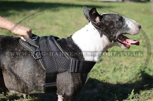 Bull Terrier Harness for Tracking and Pulling of Strong Nylon - Click Image to Close